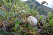 Snails all over our tent in Berat