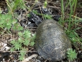 Turtle we saved from middle of the road