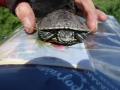 Another saved turtle from the road