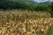 Drying corn in the field