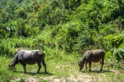 Water Buffalo's