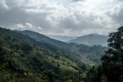 Terraces with tea